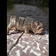 English Bulldog - Both