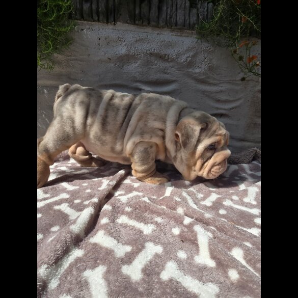 English Bulldog - Both
