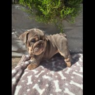 English Bulldog - Both