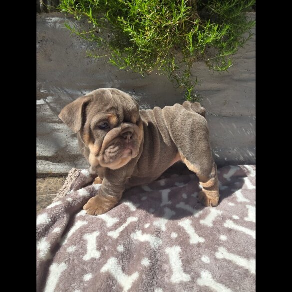 English Bulldog - Both