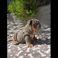 English Bulldog - Both
