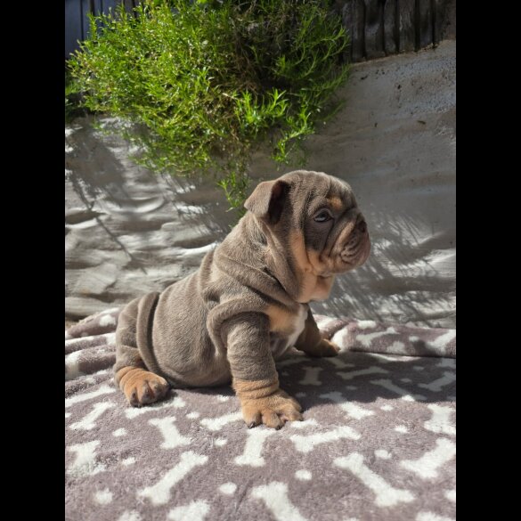 English Bulldog - Both