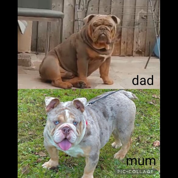 English Bulldog - Both