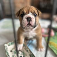 English Bulldog - Both