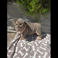 English Bulldog - Both