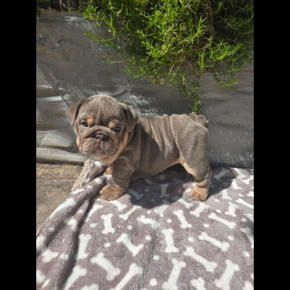 English Bulldog - Both