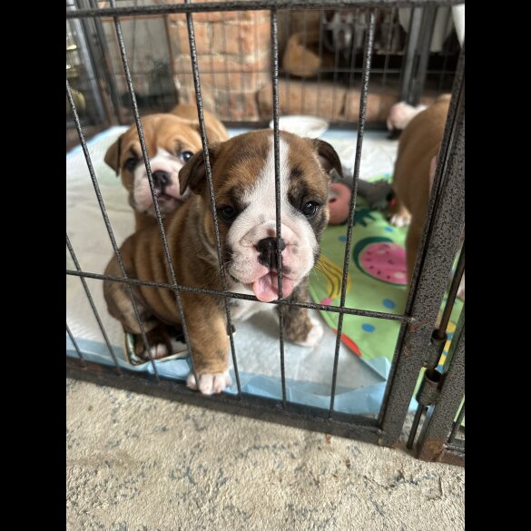 English Bulldog - Both