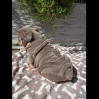 English Bulldog - Both