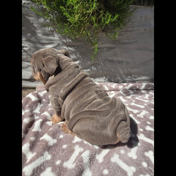 English Bulldog - Both