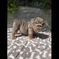 English Bulldog - Both