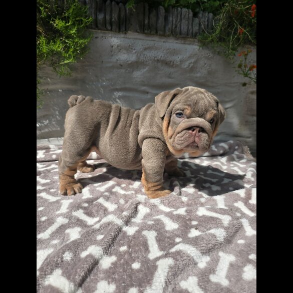English Bulldog - Both