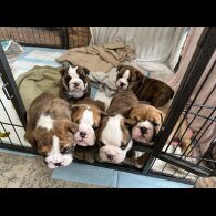 English Bulldog - Both