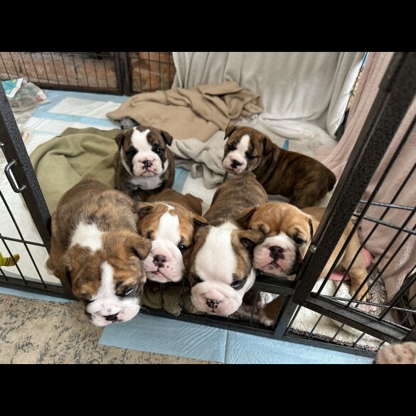 English Bulldog - Both