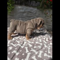 English Bulldog - Both