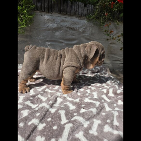 English Bulldog - Both