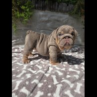 English Bulldog - Both