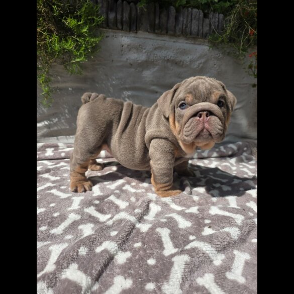 English Bulldog - Both