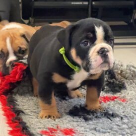 English Bulldog - Both