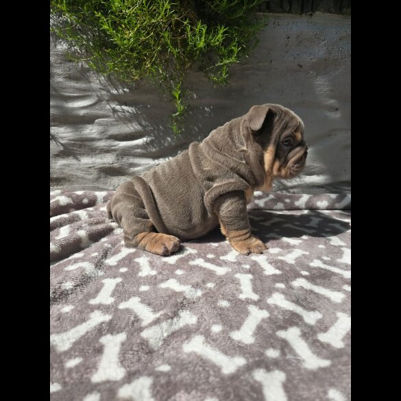 English Bulldog - Both