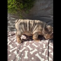 English Bulldog - Both