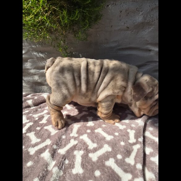 English Bulldog - Both