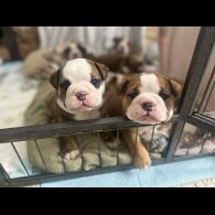 English Bulldog - Both