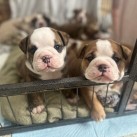 English Bulldog - Both