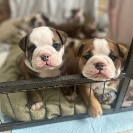 English Bulldog - Both