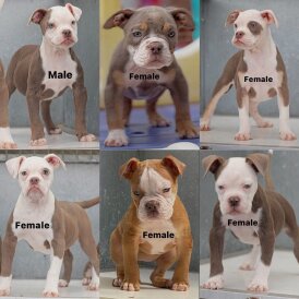 English Bulldog - Both