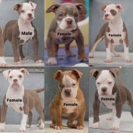 English Bulldog - Both