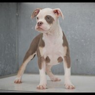 English Bulldog - Both