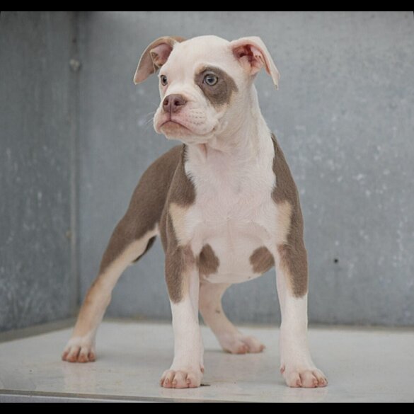 English Bulldog - Both