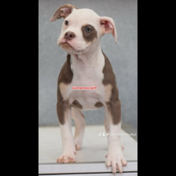 English Bulldog - Both