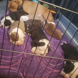 English Bulldog - Both