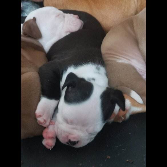 English Bulldog - Both