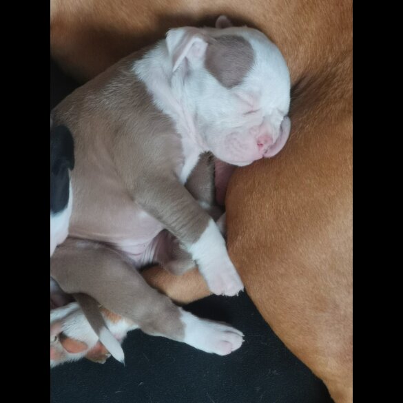 English Bulldog - Both