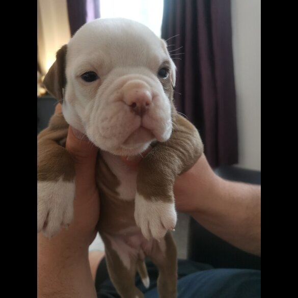 English Bulldog - Both