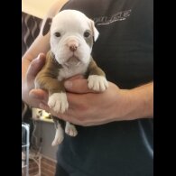 English Bulldog - Both