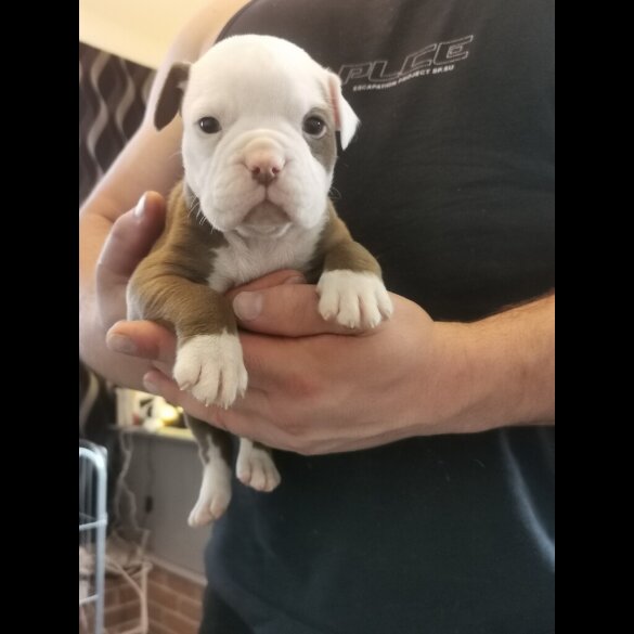 English Bulldog - Both
