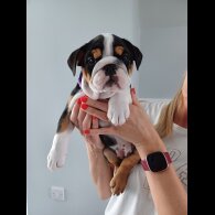 English Bulldog - Both