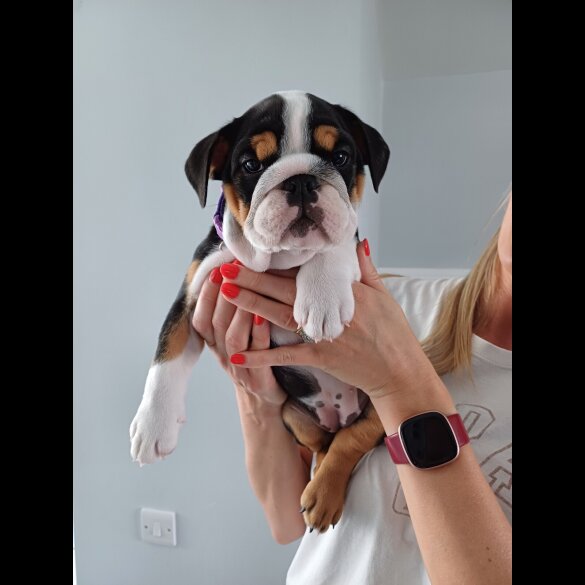 English Bulldog - Both