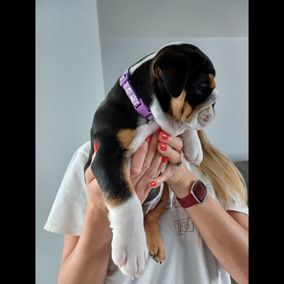 English Bulldog - Both