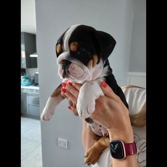 English Bulldog - Both