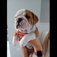English Bulldog - Both