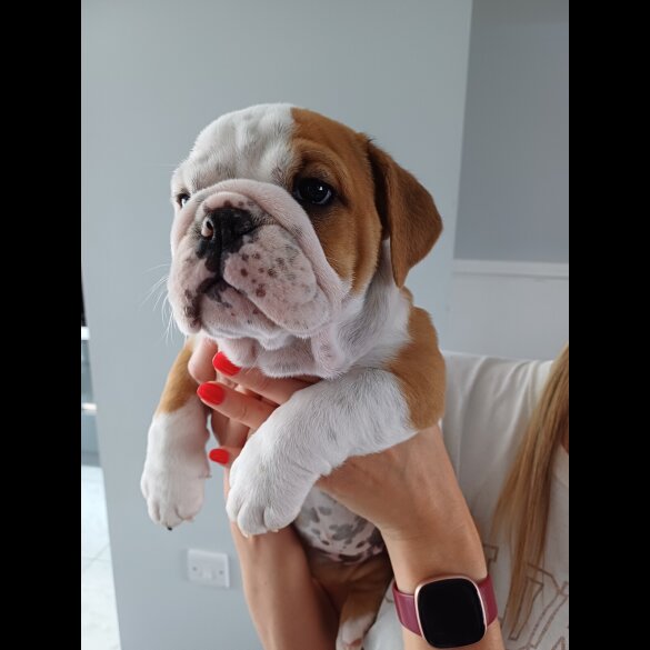 English Bulldog - Both
