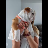 English Bulldog - Both