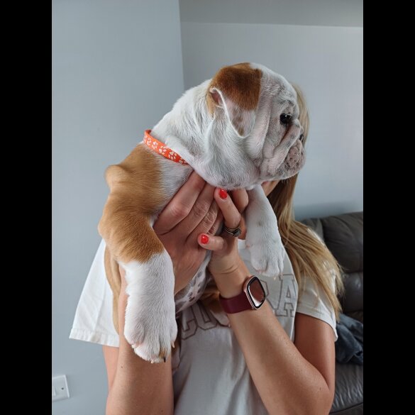English Bulldog - Both