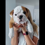 English Bulldog - Both