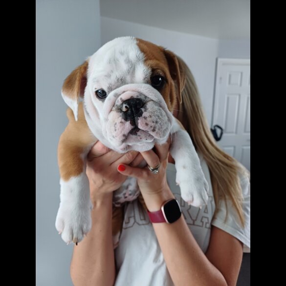 English Bulldog - Both