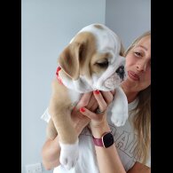 English Bulldog - Both